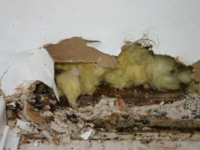 About Basement Mold Remediation Bountiful - basement mold remediation experts in Bountiful